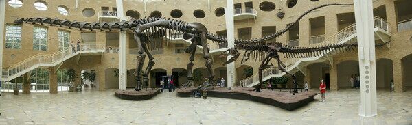 A mounted skeleton of Argentinosaurus at the Fernbank Museum of Natural History next to a skeloton of Giganotosaurus.  Photo credit Steve Harwood
